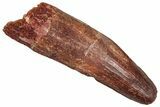 Fossil Spinosaurus Tooth - Real Dinosaur Tooth #373917-1